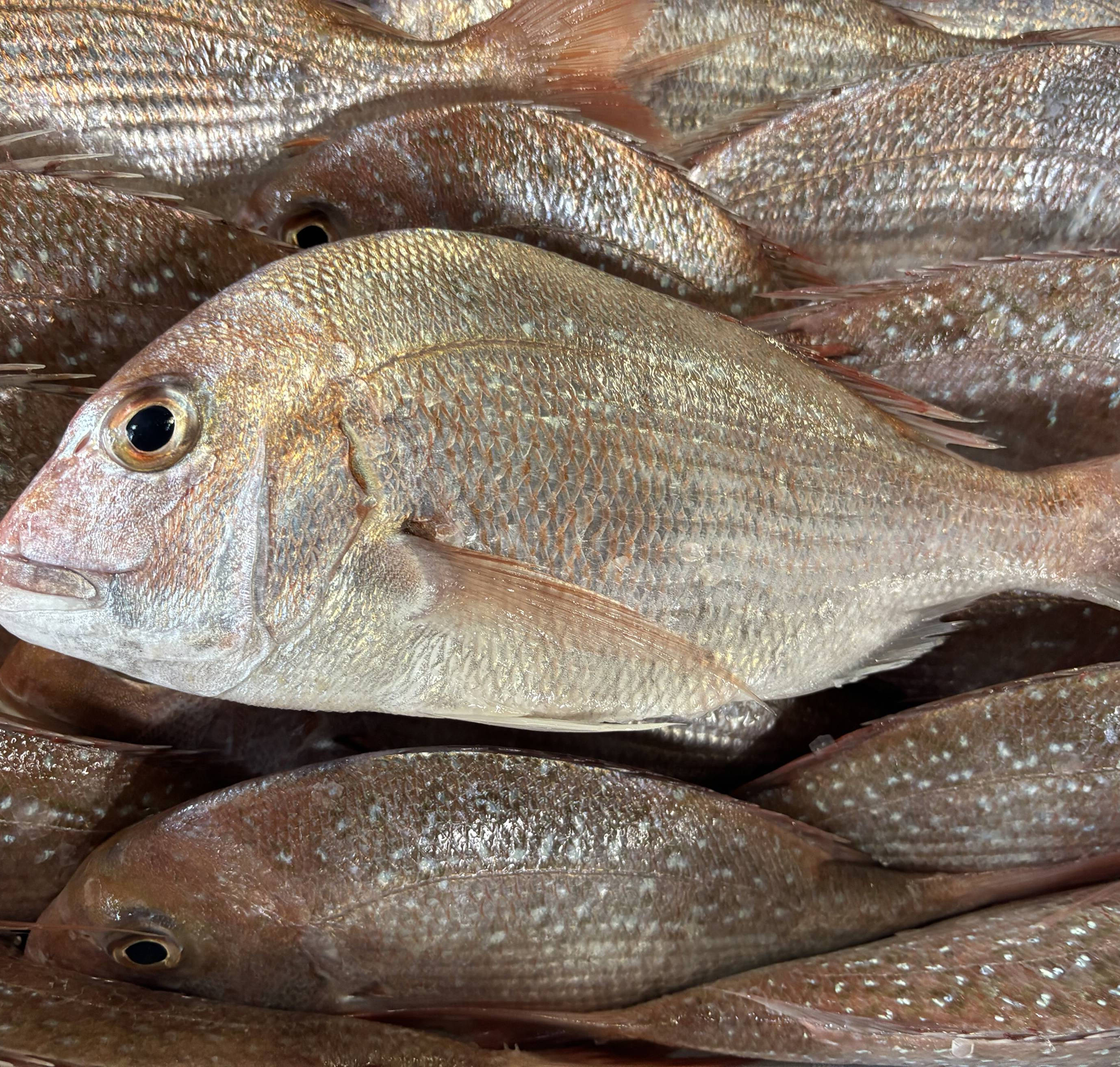 Fish Market・２２×２０×１５◇ ◇ Order fish from Mitch's Fish Market in Honolulu Hawaii | Mitch's